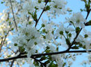 DSCN7109