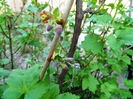 DSCN7126