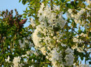 DSCN7151