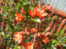 Chaenomeles japonica (2013, April 19)