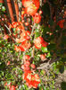 Chaenomeles japonica (2013, April 19)