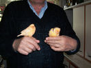 CANARI LA CUIB 2013 111