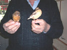 CANARI LA CUIB 2013 113