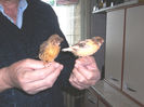 CANARI LA CUIB 2013 114