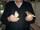 CANARI LA CUIB 2013 116