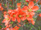 Chaenomeles japonica (2013, April 19)