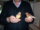 CANARI LA CUIB 2013 117