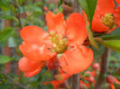 Chaenomeles japonica (2013, April 19)