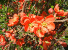 Chaenomeles japonica (2013, April 19)