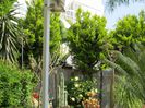 IMG_0887