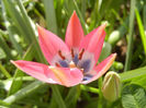 Tulipa Little Beauty (2013, April 20)