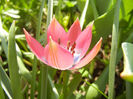 Tulipa Little Beauty (2013, April 20)