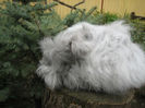 English Angora Rabbit