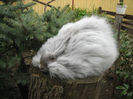 English Angora Rabbit