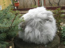 English Angora Rabbit