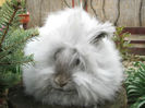 English Angora Rabbit