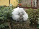 English Angora Rabbit