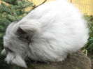 English Angora Rabbit