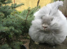 English Angora Rabbit