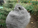 English Angora Rabbit