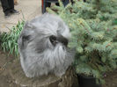 English Angora Rabbit