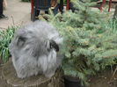 English Angora Rabbit