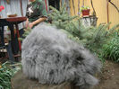 English Angora Rabbit