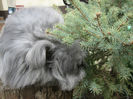 English Angora Rabbit