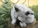 English Angora Rabbit
