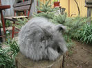 English Angora Rabbit