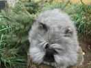 English Angora Rabbit