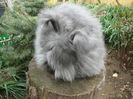 English Angora Rabbit
