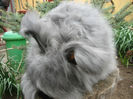 English Angora Rabbit
