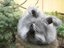 English Angora Rabbit