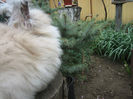 English Angora Rabbit