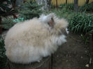 English Angora Rabbit