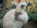 English Angora Rabbit