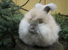 English Angora Rabbit