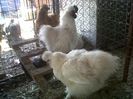IMG00644-20130420-1350