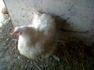IMG00633-20130420-1344