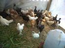 IMG00622-20130420-1339