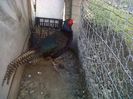 IMG00619-20130419-0815