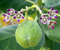 calotropis procera