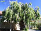 agonis flexuosa