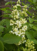 White Lilac Tree (2013, April 20)