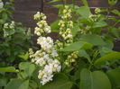 White Lilac Tree (2013, April 20)