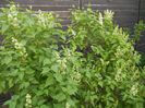 White Lilac Tree (2013, April 20)