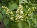 White Lilac Tree (2013, April 20)