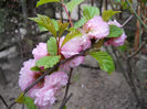 prunus triloba m.-regenerat