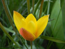 Tulipa clusiana Chrysantha (2013, Apr.20)